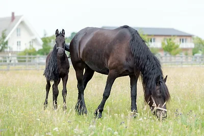 Lerchenhof Haus Friesen App. Nr. 8