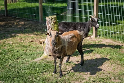 Vakantieappartement Gezinsvakantie Grömitz