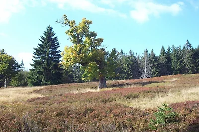 Ferienwohnung Falkenstein