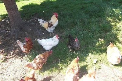 Ferienhof Heidemann (auch 2