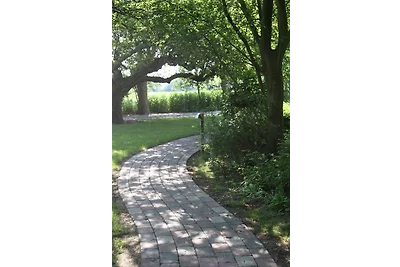 Bachstelze