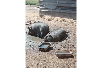 Ein Hauch von Orient