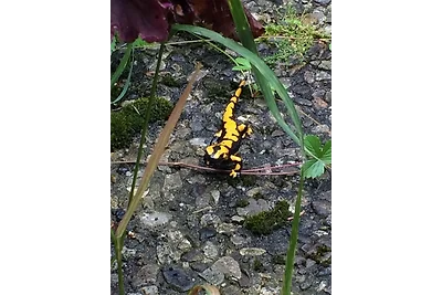 Ferienwohnung Momo - Villa