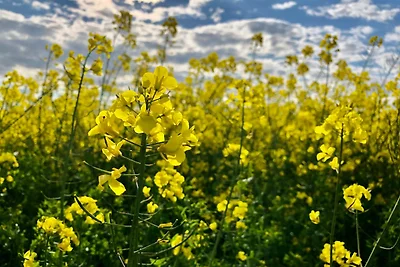 Fewo am Storchennest