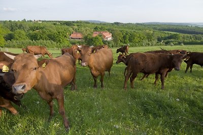 Vakantiehuis Ontspannende vakantie Duderstadt