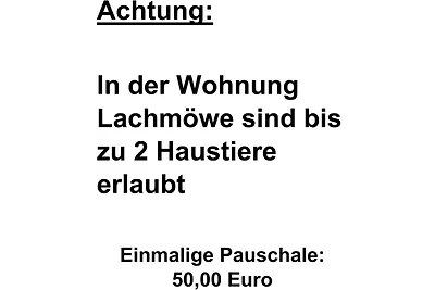 Apart Lachmöwe