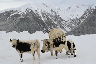 Schauinstal Appartement