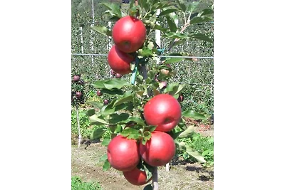 Ferienwohnung im Haus Texel (VI)
