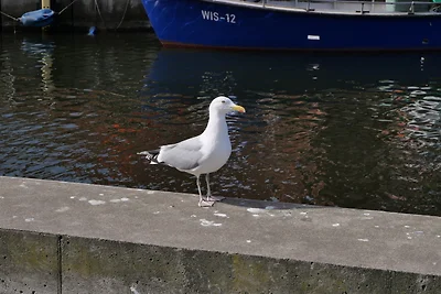 Witten B im gotischen Vinhus