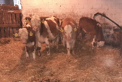 Ferienwohnung am Belchen