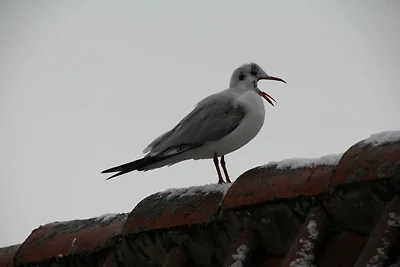 Appartamento Vacanza con famiglia Grömitz