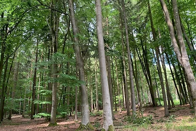 Ferienhaus Storchenwiese, Wald