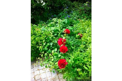 Appartamento Vacanza con famiglia Burg auf Fehmarn