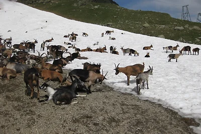 Ferienwohnung im Haus Texel (VI)