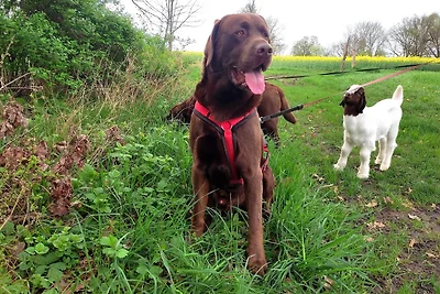 Vakantieappartement Gezinsvakantie Prignitz