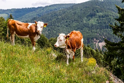 Vakantieappartement Gezinsvakantie Hinterzarten