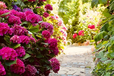 Weisst Du noch - Apfeltraum