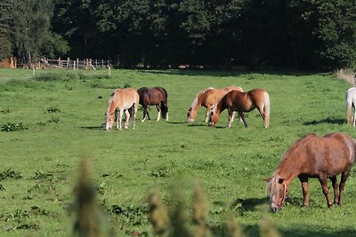 Ferienwohnungen Wulfshof I