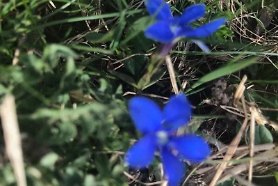 Vakantieappartement Gezinsvakantie Diemtigen