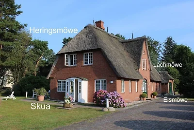 Heringsmöwe