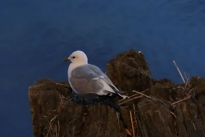 Ferienwohnung Sonnenkliff in Gross