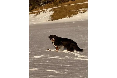 Ferienwohnung Schweizer Sennenhund