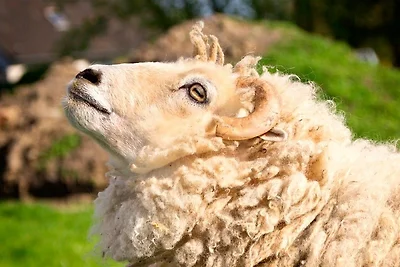 Ferienhof Mau "Appartementhaus