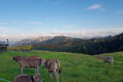 N-Appartement Falkenstein