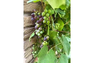 Neptunhorn (Erdgeschosswohnung)