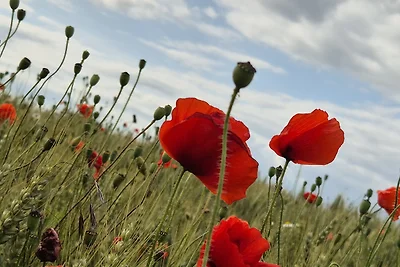 Ferienhaus Kalle & Fiete