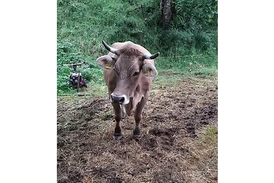 Ferienwohnung am Belchen