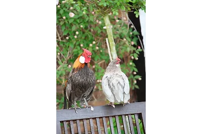 Ferienwohnung "Möwennest"