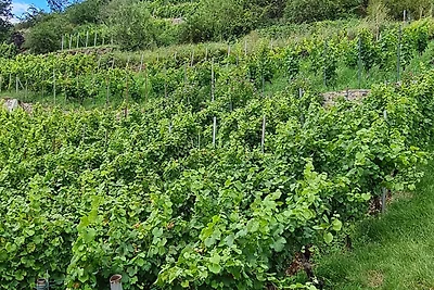 Ferienwohnung Riesling
