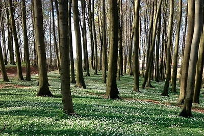 Vakantieappartement Gezinsvakantie Lohme