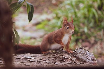 Baumzelt Eichhörnchenkobel