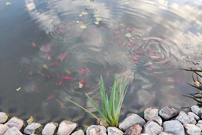 Vakantiehuis Ontspannende vakantie Klink