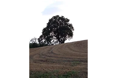 Hof Rüsch - FeWo Fohlenkoppel