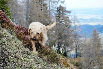 Altes Zuhaus Sachrang