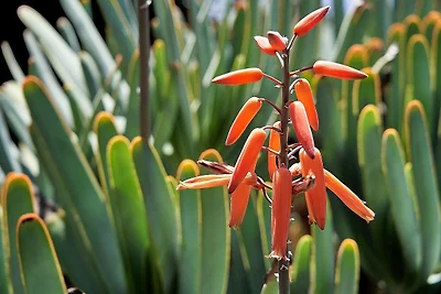 Domek letniskowy Urlop wypoczynkowy Fuencaliente