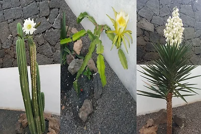 Appartamento Vacanza con famiglia Las Palmas