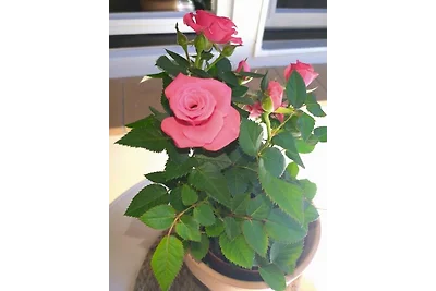 Vakantiehuis Ontspannende vakantie Dedelstorf