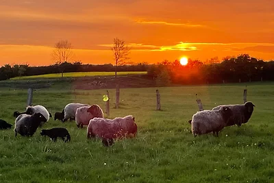 Zirkuswagen auf dem Lämmerhof