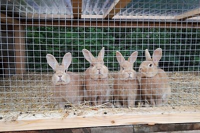 Vakantieappartement Gezinsvakantie Feichten im Kaunertal