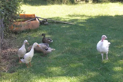 Ferienhof Heidemann (auch 2