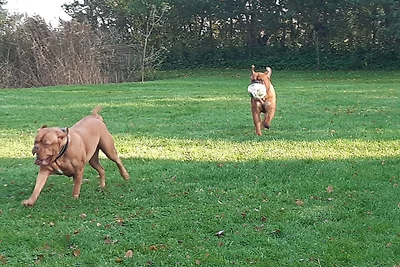Ferienwohnungen im Koog 2