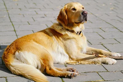 Libelle