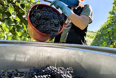 Appartamento Vacanza con famiglia Vogtsburg im Kaiserstuhl