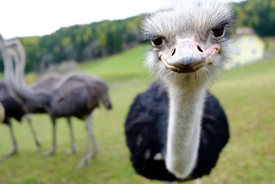 Urlaub mit Hund Annenhütte in