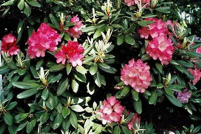 Vakantieappartement Gezinsvakantie Bad Zwischenahn