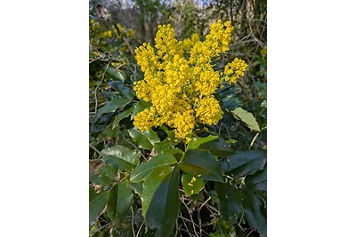 Zirkuswagen - Roulotte